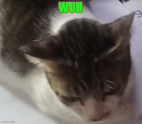 Ming mong | WUH | image tagged in ming mong | made w/ Imgflip meme maker