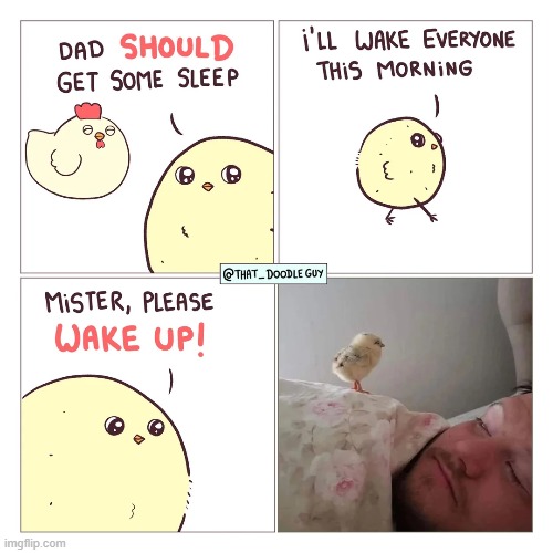 image tagged in chicken,chick,sleep,dad,wake up,waking up | made w/ Imgflip meme maker