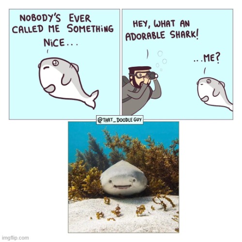 image tagged in compliment,shark,adorable,camera,smile,aww | made w/ Imgflip meme maker