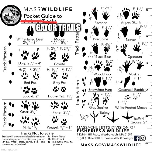 Tracking Gator | GATOR TRAILS | image tagged in gator trails,animal tracking,drivers,oversize,trucking | made w/ Imgflip meme maker