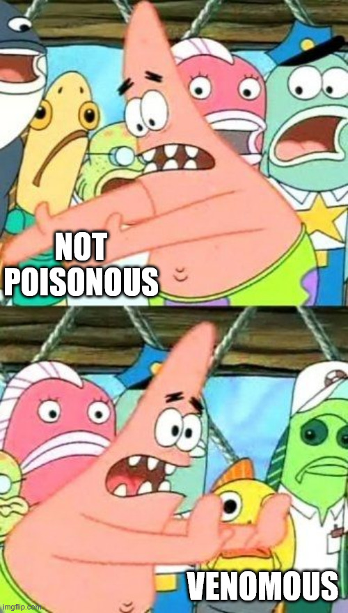 Put It Somewhere Else Patrick Meme | NOT POISONOUS VENOMOUS | image tagged in memes,put it somewhere else patrick | made w/ Imgflip meme maker