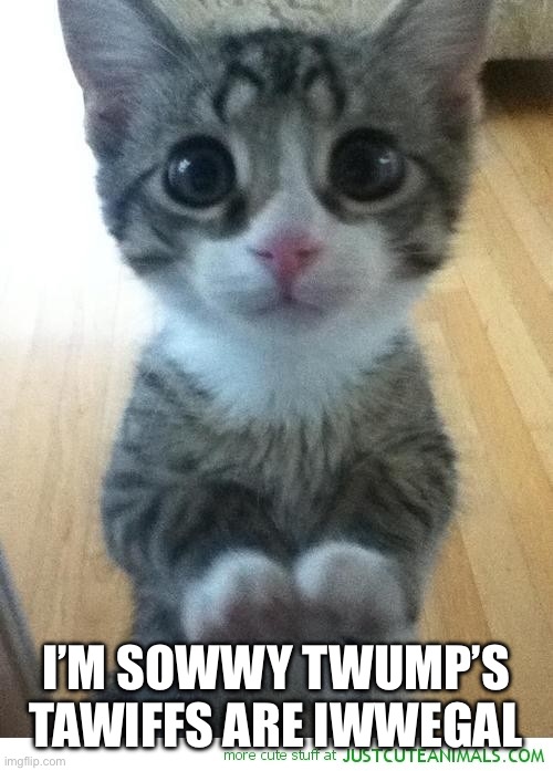 Cute kitty begging 2 | I’M SOWWY TWUMP’S TAWIFFS ARE IWWEGAL | image tagged in cute kitty begging 2 | made w/ Imgflip meme maker