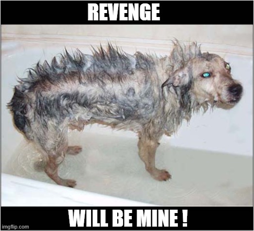 Post Bath Thoughts | REVENGE; WILL BE MINE ! | image tagged in dogs,bath time,revenge | made w/ Imgflip meme maker
