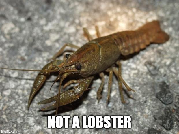 Crayfish ≠ lobsters | CRAYFISH CRAYFISH CRAYFISH CRAYFISH CRAYFISH CRAYFISH CRAYFISH CRAYFISH CRAYFISH CRAYFISH CRAYFISH CRAYFISH CRAYFISH CRAYFISH CRAYFISH CRAYFISH CRAYFISH CRAYFISH CRAYFISH CRAYFISH CRAYFISH CRAYFISH CRAYFISH CRAYFISH CRAYFISH CRAYFISH CRAYFISH CRAYFISH CRAYFISH CRAYFISH CRAYFISH CRAYFISH CRAYFISH CRAYFISH CRAYFISH CRAYFISH CRAYFISH CRAYFISH CRAYFISH CRAYFISH CRAYFISH CRAYFISH CRAYFISH CRAYFISH CRAYFISH CRAYFISH CRAYFISH CRAYFISH CRAYFISH CRAYFISH CRAYFISH CRAYFISH CRAYFISH CRAYFISH CRAYFISH CRAYFISH CRAYFISH CRAYFISH CRAYFISH CRAYFISH CRAYFISH CRAYFISH CRAYFISH CRAYFISH CRAYFISH CRAYFISH CRAYFISH CRAYFISH CRAYFISH CRAYFISH CRAYFISH CRAYFISH CRAYFISH CRAYFISH CRAYFISH CRAYFISH CRAYFISH CRAYFISH CRAYFISH CRAYFISH CRAYFISH CRAYFISH CRAYFISH CRAYFISH CRAYFISH CRAYFISH CRAYFISH CRAYFISH CRAYFISH CRAYFISH CRAYFISH CRAYFISH CRAYFISH CRAYFISH CRAYFISH CRAYFISH CRAYFISH CRAYFISH CRAYFISH CRAYFISH CRAYFISH CRAYFISH CRAYFISH CRAYFISH CRAYFISH CRAYFISH CRAYFISH CRAYFISH CRAYFISH CRAYFISH CRAYFISH CRAYFISH CRAYFISH CRAYFISH CRAYFISH CRAYFISH CRAYFISH CRAYFISH CRAYFISH CRAYFISH CRAYFISH CRAYFISH CRAYFISH CRAYFISH CRAYFISH CRAYFISH CRAYFISH CRAYFISH CRAYFISH CRAYFISH CRAYFISH CRAYFISH CRAYFISH CRAYFISH CRAYFISH CRAYFISH CRAYFISH CRAYFISH CRAYFISH CRAYFISH CRAYFISH CRAYFISH CRAYFISH CRAYFISH CRAYFISH CRAYFISH CRAYFISH CRAYFISH CRAYFISH CRAYFISH CRAYFISH CRAYFISH CRAYFISH CRAYFISH CRAYFISH CRAYFISH CRAYFISH CRAYFISH CRAYFISH CRAYFISH CRAYFISH CRAYFISH CRAYFISH CRAYFISH CRAYFISH CRAYFISH CRAYFISH CRAYFISH CRAYFISH CRAYFISH CRAYFISH CRAYFISH CRAYFISH CRAYFISH CRAYFISH CRAYFISH CRAYFISH CRAYFISH CRAYFISH CRAYFISH CRAYFISH CRAYFISH CRAYFISH CRAYFISH CRAYFISH CRAYFISH CRAYFISH CRAYFISH CRAYFISH CRAYFISH CRAYFISH CRAYFISH CRAYFISH CRAYFISH CRAYFISH CRAYFISH CRAYFISH CRAYFISH CRAYFISH CRAYFISH CRAYFISH CRAYFISH CRAYFISH CRAYFISH CRAYFISH CRAYFISH CRAYFISH CRAYFISH CRAYFISH CRAYFISH CRAYFISH CRAYFISH CRAYFISH CRAYFISH CRAYFISH CRAYFISH CRAYFISH CRAYFISH CRAYFISH CRAYFISH CRAYFISH CRAYFISH CRAYFISH CRAYFISH CRAYFISH CRAYFISH CRAYFISH CRAYFISH CRAYFISH CRAYFISH CRAYFISH CRAYFISH CRAYFISH CRAYFISH CRAYFISH CRAYFISH CRAYFISH CRAYFISH CRAYFISH CRAYFISH CRAYFISH CRAYFISH CRAYFISH CRAYFISH CRAYFISH CRAYFISH CRAYFISH CRAYFISH CRAYFISH CRAYFISH CRAYFISH CRAYFISH CRAYFISH CRAYFISH CRAYFISH CRAYFISH CRAYFISH CRAYFISH CRAYFISH CRAYFISH CRAYFISH CRAYFISH CRAYFISH CRAYFISH CRAYFISH CRAYFISH CRAYFISH CRAYFISH CRAYFISH CRAYFISH CRAYFISH CRAYFISH CRAYFISH CRAYFISH CRAYFISH CRAYFISH CRAYFISH CRAYFISH CRAYFISH CRAYFISH CRAYFISH CRAYFISH CRAYFISH CRAYFISH CRAYFISH CRAYFISH CRAYFISH CRAYFISH CRAYFISH CRAYFISH CRAYFISH CRAYFISH CRAYFISH CRAYFISH CRAYFISH CRAYFISH CRAYFISH CRAYFISH CRAYFISH CRAYFISH CRAYFISH CRAYFISH CRAYFISH CRAYFISH CRAYFISH CRAYFISH CRAYFISH CRAYFISH CRAYFISH CRAYFISH CRAYFISH CRAYFISH CRAYFISH CRAYFISH CRAYFISH CRAYFISH CRAYFISH CRAYFISH CRAYFISH CRAYFISH CRAYFISH CRAYFISH CRAYFISH CRAYFISH CRAYFISH CRAYFISH CRAYFISH CRAYFISH CRAYFISH CRAYFISH CRAYFISH CRAYFISH CRAYFISH CRAYFISH CRAYFISH CRAYFISH CRAYFISH CRAYFISH CRAYFISH CRAYFISH CRAYFISH CRAYFISH CRAYFISH CRAYFISH CRAYFISH CRAYFISH CRAYFISH CRAYFISH CRAYFISH CRAYFISH CRAYFISH CRAYFISH CRAYFISH CRAYFISH CRAYFISH CRAYFISH CRAYFISH CRAYFISH CRAYFISH CRAYFISH CRAYFISH CRAYFISH CRAYFISH CRAYFISH CRAYFISH CRAYFISH CRAYFISH CRAYFISH CRAYFISH CRAYFISH CRAYFISH CRAYFISH CRAYFISH CRAYFISH CRAYFISH CRAYFISH CRAYFISH CRAYFISH CRAYFISH CRAYFISH CRAYFISH CRAYFISH CRAYFISH CRAYFISH CRAYFISH CRAYFISH CRAYFISH CRAYFISH CRAYFISH CRAYFISH CRAYFISH CRAYFISH CRAYFISH CRAYFISH CRAYFISH CRAYFISH CRAYFISH CRAYFISH CRAYFISH CRAYFISH CRAYFISH CRAYFISH CRAYFISH CRAYFISH CRAYFISH CRAYFISH CRAYFISH CRAYFISH CRAYFISH CRAYFISH CRAYFISH CRAYFISH CRAYFISH CRAYFISH CRAYFISH CRAYFISH CRAYFISH CRAYFISH CRAYFISH CRAYFISH CRAYFISH CRAYFISH CRAYFISH CRAYFISH CRAYFISH CRAYFISH CRAYFISH CRAYFISH CRAYFISH CRAYFISH CRAYFISH CRAYFISH CRAYFISH CRAYFISH CRAYFISH CRAYFISH CRAYFISH CRAYFISH CRAYFISH CRAYFISH CRAYFISH CRAYFISH CRAYFISH CRAYFISH CRAYFISH CRAYFISH CRAYFISH CRAYFISH CRAYFISH CRAYFISH CRAYFISH CRAYFISH CRAYFISH CRAYFISH CRAYFISH CRAYFISH CRAYFISH CRAYFISH CRAYFISH CRAYFISH CRAYFISH CRAYFISH CRAYFISH CRAYFISH CRAYFISH CRAYFISH CRAYFISH CRAYFISH CRAYFISH CRAYFISH CRAYFISH CRAYFISH CRAYFISH CRAYFISH CRAYFISH CRAYFISH CRAYFISH CRAYFISH CRAYFISH CRAYFISH CRAYFISH CRAYFISH CRAYFISH CRAYFISH CRAYFISH CRAYFISH CRAYFISH CRAYFISH CRAYFISH CRAYFISH CRAYFISH CRAYFISH CRAYFISH CRAYFISH CRAYFISH CRAYFISH CRAYFISH CRAYFISH CRAYFISH CRAYFISH CRAYFISH CRAYFISH CRAYFISH CRAYFISH CRAYFISH CRAYFISH CRAYFISH CRAYFISH CRAYFISH CRAYFISH CRAYFISH CRAYFISH CRAYFISH CRAYFISH CRAYFISH CRAYFISH CRAYFISH CRAYFISH CRAYFISH CRAYFISH CRAYFISH CRAYFISH CRAYFISH CRAYFISH CRAYFISH CRAYFISH CRAYFISH CRAYFISH CRAYFISH CRAYFISH CRAYFISH CRAYFISH CRAYFISH CRAYFISH CRAYFISH CRAYFISH CRAYFISH CRAYFISH CRAYFISH CRAYFISH CRAYFISH CRAYFISH CRAYFISH CRAYFISH CRAYFISH CRAYFISH CRAYFISH CRAYFISH CRAYFISH CRAYFISH CRAYFISH CRAYFISH CRAYFISH CRAYFISH CRAYFISH CRAYFISH CRAYFISH CRAYFISH CRAYFISH CRAYFISH CRAYFISH CRAYFISH CRAYFISH CRAYFISH CRAYFISH CRAYFISH CRAYFISH CRAYFISH CRAYFISH CRAYFISH CRAYFISH CRAYFISH CRAYFISH CRAYFISH CRAYFISH CRAYFISH CRAYFISH CRAYFISH CRAYFISH CRAYFISH CRAYFISH CRAYFISH CRAYFISH CRAYFISH CRAYFISH CRAYFISH CRAYFISH CRAYFISH CRAYFISH CRAYFISH CRAYFISH CRAYFISH CRAYFISH CRAYFISH CRAYFISH CRAYFISH CRAYFISH CRAYFISH CRAYFISH CRAYFISH CRAYFISH CRAYFISH CRAYFISH CRAYFISH CRAYFISH CRAYFISH CRAYFISH CRAYFISH CRAYFISH CRAYFISH CRAYFISH CRAYFISH CRAYFISH CRAYFISH CRAYFISH CRAYFISH CRAYFISH CRAYFISH CRAYFISH CRAYFISH CRAYFISH CRAYFISH CRAYFISH CRAYFISH CRAYFISH CRAYFISH CRAYFISH CRAYFISH CRAYFISH CRAYFISH CRAYFISH CRAYFISH CRAYFISH CRAYFISH CRAYFISH CRAYFISH CRAYFISH CRAYFISH CRAYFISH CRAYFISH CRAYFISH CRAYFISH CRAYFISH CRAYFISH CRAYFISH CRAYFISH CRAYFISH CRAYFISH CRAYFISH CRAYFISH CRAYFISH CRAYFISH CRAYFISH CRAYFISH CRAYFISH CRAYFISH CRAYFISH CRAYFISH CRAYFISH CRAYFISH CRAYFISH CRAYFISH CRAYFISH CRAYFISH CRAYFISH CRAYFISH CRAYFISH CRAYFISH CRAYFISH CRAYFISH CRAYFISH CRAYFISH CRAYFISH CRAYFISH CRAYFISH CRAYFISH CRAYFISH CRAYFISH CRAYFISH CRAYFISH CRAYFISH CRAYFISH CRAYFISH CRAYFISH CRAYFISH CRAYFISH CRAYFISH CRAYFISH CRAYFISH CRAYFISH CRAYFISH CRAYFISH CRAYFISH CRAYFISH CRAYFISH CRAYFISH CRAYFISH CRAYFISH CRAYFISH CRAYFISH CRAYFISH CRAYFISH CRAYFISH CRAYFISH CRAYFISH CRAYFISH CRAYFISH CRAYFISH CRAYFISH CRAYFISH CRAYFISH CRAYFISH CRAYFISH CRAYFISH CRAYFISH CRAYFISH CRAYFISH CRAYFISH CRAYFISH CRAYFISH CRAYFISH CRAYFISH CRAYFISH CRAYFISH CRAYFISH CRAYFISH CRAYFISH CRAYFISH CRAYFISH CRAYFISH CRAYFISH CRAYFISH CRAYFISH CRAYFISH CRAYFISH CRAYFISH CRAYFISH CRAYFISH CRAYFISH CRAYFISH CRAYFISH CRAYFISH CRAYFISH CRAYFISH CRAYFISH CRAYFISH CRAYFISH CRAYFISH CRAYFISH CRAYFISH CRAYFISH CRAYFISH CRAYFISH CRAYFISH CRAYFISH CRAYFISH CRAYFISH CRAYFISH CRAYFISH CRAYFISH CRAYFISH CRAYFISH CRAYFISH CRAYFISH CRAYFISH CRAYFISH CRAYFISH CRAYFISH CRAYFISH CRAYFISH CRAYFISH CRAYFISH CRAYFISH CRAYFISH CRAYFISH CRAYFISH CRAYFISH CRAYFISH CRAYFISH CRAYFISH CRAYFISH CRAYFISH CRAYFISH CRAYFISH CRAYFISH CRAYFISH CRAYFISH CRAYFISH CRAYFISH CRAYFISH CRAYFISH CRAYFISH CRAYFISH CRAYFISH CRAYFISH CRAYFISH CRAYFISH CRAYFISH CRAYFISH CRAYFISH CRAYFISH CRAYFISH CRAYFISH CRAYFISH CRAYFISH CRAYFISH CRAYFISH CRAYFISH CRAYFISH CRAYFISH CRAYFISH CRAYFISH CRAYFISH CRAYFISH CRAYFISH CRAYFISH CRAYFISH CRAYFISH CRAYFISH CRAYFISH CRAYFISH CRAYFISH CRAYFISH CRAYFISH CRAYFISH CRAYFISH CRAYFISH CRAYFISH CRAYFISH CRAYFISH CRAYFISH CRAYFISH CRAYFISH CRAYFISH CRAYFISH CRAYFISH CRAYFISH CRAYFISH CRAYFISH CRAYFISH CRAYFISH CRAYFISH CRAYFISH CRAYFISH CRAYFISH CRAYFISH CRAYFISH CRAYFISH CRAYFISH CRAYFISH CRAYFISH CRAYFISH CRAYFISH CRAYFISH CRAYFISH CRAYFISH CRAYFISH CRAYFISH CRAYFISH CRAYFISH CRAYFISH CRAYFISH CRAYFISH CRAYFISH CRAYFISH CRAYFISH CRAYFISH CRAYFISH CRAYFISH CRAYFISH CRAYFISH CRAYFISH CRAYFISH CRAYFISH CRAYFISH CRAYFISH CRAYFISH CRAYFISH CRAYFISH CRAYFISH CRAYFISH CRAYFISH CRAYFISH CRAYFISH CRAYFISH CRAYFISH CRAYFISH CRAYFISH CRAYFISH CRAYFISH CRAYFISH CRAYFISH CRAYFISH CRAYFISH CRAYFISH CRAYFISH CRAYFISH CRAYFISH CRAYFISH CRAYFISH CRAYFISH CRAYFISH CRAYFISH CRAYFISH CRAYFISH CRAYFISH CRAYFISH CRAYFISH CRAYFISH CRAYFISH CRAYFISH CRAYFISH CRAYFISH CRAYFISH CRAYFISH CRAYFISH CRAYFISH CRAYFISH CRAYFISH CRAYFISH CRAYFISH CRAYFISH CRAYFISH CRAYFISH CRAYFISH CRAYFISH CRAYFISH CRAYFISH CRAYFISH CRAYFISH CRAYFISH CRAYFISH CRAYFISH CRAYFISH CRAYFISH CRAYFISH CRAYFISH CRAYFISH CRAYFISH CRAYFISH CRAYFISH CRAYFISH CRAYFISH CRAYFISH CRAYFISH CRAYFISH CRAYFISH CRAYFISH CRAYFISH CRAYFISH CRAYFISH CRAYFISH CRAYFISH CRAYFISH CRAYFISH CRAYFISH CRAYFISH CRAYFISH CRAYFISH CRAYFISH CRAYFISH CRAYFISH CRAYFISH CRAYFISH CRAYFISH CRAYFISH CRAYFISH CRAYFISH CRAYFISH CRAYFISH CRAYFISH CRAYFISH CRAYFISH CRAYFISH CRAYFISH CRAYFISH CRAYFISH CRAYFISH CRAYFISH CRAYFISH CRAYFISH CRAYFISH CRAYFISH CRAYFISH CRAYFISH CRAYFISH CRAYFISH CRAYFISH CRAYFISH CRAYFISH CRAYFISH CRAYFISH CRAYFISH CRAYFISH CRAYFISH CRAYFISH CRAYFISH CRAYFISH CRAYFISH CRAYFISH CRAYFISH CRAYFISH CRAYFISH CRAYFISH CRAYFISH CRAYFISH CRAYFISH CRAYFISH CRAYFISH CRAYFISH CRAYFISH CRAYFISH CRAYFISH CRAYFISH CRAYFISH CRAYFISH CRAYFISH CRAYFISH CRAYFISH CRAYFISH CRAYFISH CRAYFISH CRAYFISH CRAYFISH CRAYFISH CRAYFISH CRAYFISH CRAYFISH CRAYFISH CRAYFISH CRAYFISH CRAYFISH CRAYFISH CRAYFISH CRAYFISH CRAYFISH CRAYFISH CRAYFISH CRAYFISH CRAYFISH CRAYFISH CRAYFISH CRAYFISH CRAYFISH CRAYFISH CRAYFISH CRAYFISH CRAYFISH CRAYFISH CRAYFISH CRAYFISH CRAYFISH CRAYFISH CRAYFISH CRAYFISH CRAYFISH CRAYFISH CRAYFISH CRAYFISH CRAYFISH CRAYFISH CRAYFISH CRAYFISH CRAYFISH CRAYFISH CRAYFISH CRAYFISH CRAYFISH CRAYFISH CRAYFISH CRAYFISH CRAYFISH CRAYFISH CRAYFISH CRAYFISH CRAYFISH CRAYFISH CRAYFISH CRAYFISH CRAYFISH CRAYFISH CRAYFISH CRAYFISH CRAYFISH CRAYFISH CRAYFISH CRAYFISH CRAYFISH CRAYFISH CRAYFISH CRAYFISH CRAYFISH CRAYFISH CRAYFISH CRAYFISH CRAYFISH CRAYFISH CRAYFISH CRAYFISH CRAYFISH CRAYFISH CRAYFISH CRAYFISH CRAYFISH CRAYFISH CRAYFISH CRAYFISH CRAYFISH CRAYFISH CRAYFISH CRAYFISH CRAYFISH CRAYFISH CRAYFISH CRAYFISH CRAYFISH CRAYFISH CRAYFISH CRAYFISH CRAYFISH CRAYFISH CRAYFISH CRAYFISH CRAYFISH CRAYFISH CRAYFISH CRAYFISH CRAYFISH CRAYFISH CRAYFISH CRAYFISH CRAYFISH CRAYFISH CRAYFISH CRAYFISH CRAYFISH CRAYFISH CRAYFISH CRAYFISH CRAYFISH CRAYFISH CRAYFISH CRAYFISH CRAYFISH CRAYFISH CRAYFISH CRAYFISH CRAYFISH CRAYFISH CRAYFISH CRAYFISH CRAYFISH CRAYFISH CRAYFISH CRAYFISH CRAYFISH CRAYFISH CRAYFISH CRAYFISH CRAYFISH CRAYFISH CRAYFISH CRAYFISH CRAYFISH CRAYFISH CRAYFISH CRAYFISH CRAYFISH CRAYFISH CRAYFISH CRAYFISH CRAYFISH CRAYFISH CRAYFISH CRAYFISH CRAYFISH CRAYFISH CRAYFISH CRAYFISH CRAYFISH CRAYFISH CRAYFISH CRAYFISH CRAYFISH CRAYFISH CRAYFISH CRAYFISH CRAYFISH CRAYFISH CRAYFISH CRAYFISH CRAYFISH CRAYFISH CRAYFISH CRAYFISH CRAYFISH CRAYFISH CRAYFISH CRAYFISH CRAYFISH CRAYFISH CRAYFISH CRAYFISH CRAYFISH CRAYFISH CRAYFISH CRAYFISH CRAYFISH CRAYFISH CRAYFISH CRAYFISH CRAYFISH CRAYFISH CRAYFISH CRAYFISH CRAYFISH CRAYFISH CRAYFISH CRAYFISH CRAYFISH CRAYFISH CRAYFISH CRAYFISH CRAYFISH CRAYFISH CRAYFISH CRAYFISH CRAYFISH CRAYFISH CRAYFISH CRAYFISH CRAYFISH CRAYFISH CRAYFISH CRAYFISH CRAYFISH CRAYFISH CRAYFISH CRAYFISH CRAYFISH CRAYFISH CRAYFISH CRAYFISH CRAYFISH CRAYFISH CRAYFISH CRAYFISH CRAYFISH CRAYFISH CRAYFISH CRAYFISH CRAYFISH CRAYFISH CRAYFISH CRAYFISH CRAYFISH CRAYFISH CRAYFISH CRAYFISH CRAYFISH CRAYFISH CRAYFISH CRAYFISH CRAYFISH CRAYFISH CRAYFISH CRAYFISH CRAYFISH CRAYFISH CRAYFISH CRAYFISH CRAYFISH CRAYFISH CRAYFISH CRAYFISH CRAYFISH CRAYFISH CRAYFISH CRAYFISH CRAYFISH CRAYFISH CRAYFISH CRAYFISH CRAYFISH CRAYFISH CRAYFISH CRAYFISH CRAYFISH CRAYFISH CRAYFISH CRAYFISH CRAYFISH CRAYFISH CRAYFISH CRAYFISH CRAYFISH CRAYFISH CRAYFISH CRAYFISH CRAYFISH CRAYFISH CRAYFISH CRAYFISH CRAYFISH CRAYFISH CRAYFISH CRAYFISH CRAYFISH CRAYFISH CRAYFISH CRAYFISH CRAYFISH CRAYFISH CRAYFISH CRAYFISH CRAYFISH CRAYFISH CRAYFISH CRAYFISH CRAYFISH CRAYFISH CRAYFISH CRAYFISH CRAYFISH CRAYFISH CRAYFISH CRAYFISH CRAYFISH CRAYFISH CRAYFISH CRAYFISH CRAYFISH CRAYFISH CRAYFISH CRAYFISH CRAYFISH CRAYFISH CRAYFISH CRAYFISH CRAYFISH CRAYFISH CRAYFISH CRAYFISH CRAYFISH CRAYFISH CRAYFISH CRAYFISH CRAYFISH CRAYFISH CRAYFISH CRAYFISH CRAYFISH CRAYFISH CRAYFISH CRAYFISH CRAYFISH CRAYFISH CRAYFISH CRAYFISH CRAYFISH CRAYFISH CRAYFISH CRAYFISH CRAYFISH CRAYFISH CRAYFISH CRAYFISH CRAYFISH CRAYFISH CRAYFISH CRAYFISH CRAYFISH CRAYFISH CRAYFISH CRAYFISH CRAYFISH CRAYFISH CRAYFISH CRAYFISH CRAYFISH CRAYFISH CRAYFISH CRAYFISH CRAYFISH CRAYFISH CRAYFISH CRAYFISH CRAYFISH CRAYFISH CRAYFISH CRAYFISH CRAYFISH CRAYFISH CRAYFISH CRAYFISH CRAYFISH CRAYFISH CRAYFISH CRAYFISH CRAYFISH CRAYFISH CRAYFISH CRAYFISH CRAYFISH CRAYFISH CRAYFISH CRAYFISH CRAYFISH CRAYFISH CRAYFISH CRAYFISH CRAYFISH CRAYFISH CRAYFISH CRAYFISH CRAYFISH CRAYFISH CRAYFISH CRAYFISH CRAYFISH CRAYFISH CRAYFISH CRAYFISH CRAYFISH CRAYFISH CRAYFISH CRAYFISH CRAYFISH CRAYFISH CRAYFISH CRAYFISH CRAYFISH CRAYFISH CRAYFISH CRAYFISH CRAYFISH CRAYFISH CRAYFISH CRAYFISH CRAYFISH CRAYFISH CRAYFISH CRAYFISH CRAYFISH CRAYFISH CRAYFISH CRAYFISH CRAYFISH CRAYFISH CRAYFISH CRAYFISH CRAYFISH CRAYFISH CRAYFISH CRAYFISH CRAYFISH CRAYFISH CRAYFISH CRAYFISH CRAYFISH CRAYFISH CRAYFISH CRAYFISH CRAYFISH CRAYFISH CRAYFISH CRAYFISH CRAYFISH CRAYFISH CRAYFISH CRAYFISH CRAYFISH CRAYFISH CRAYFISH CRAYFISH CRAYFISH CRAYFISH CRAYFISH CRAYFISH CRAYFISH CRAYFISH CRAYFISH CRAYFISH CRAYFISH CRAYFISH CRAYFISH CRAYFISH CRAYFISH CRAYFISH CRAYFISH CRAYFISH CRAYFISH CRAYFISH CRAYFISH CRAYFISH CRAYFISH CRAYFISH CRAYFISH CRAYFISH CRAYFISH CRAYFISH CRAYFISH CRAYFISH CRAYFISH CRAYFISH CRAYFISH CRAYFISH CRAYFISH CRAYFISH CRAYFISH CRAYFISH CRAYFISH CRAYFISH CRAYFISH CRAYFISH CRAYFISH CRAYFISH CRAYFISH CRAYFISH CRAYFISH CRAYFISH CRAYFISH CRAYFISH CRAYFISH CRAYFISH CRAYFISH CRAYFISH CRAYFISH CRAYFISH CRAYFISH CRAYFISH CRAYFISH CRAYFISH CRAYFISH CRAYFISH CRAYFISH CRAYFISH CRAYFISH CRAYFISH CRAYFISH CRAYFISH CRAYFISH CRAYFISH CRAYFISH CRAYFISH CRAYFISH CRAYFISH CRAYFISH CRAYFISH CRAYFISH CRAYFISH CRAYFISH CRAYFISH CRAYFISH CRAYFISH CRAYFISH CRAYFISH CRAYFISH CRAYFISH CRAYFISH CRAYFISH CRAYFISH CRAYFISH CRAYFISH CRAYFISH CRAYFISH CRAYFISH CRAYFISH CRAYFISH CRAYFISH CRAYFISH CRAYFISH CRAYFISH CRAYFISH CRAYFISH CRAYFISH CRAYFISH CRAYFISH CRAYFISH CRAYFISH CRAYFISH CRAYFISH CRAYFISH CRAYFISH CRAYFISH CRAYFISH CRAYFISH CRAYFISH CRAYFISH CRAYFISH CRAYFISH CRAYFISH CRAYFISH CRAYFISH CRAYFISH CRAYFISH CRAYFISH CRAYFISH CRAYFISH CRAYFISH CRAYFISH CRAYFISH CRAYFISH CRAYFISH CRAYFISH CRAYFISH CRAYFISH CRAYFISH CRAYFISH CRAYFISH CRAYFISH CRAYFISH CRAYFISH CRAYFISH CRAYFISH CRAYFISH CRAYFISH CRAYFISH CRAYFISH CRAYFISH CRAYFISH CRAYFISH CRAYFISH CRAYFISH CRAYFISH CRAYFISH CRAYFISH CRAYFISH CRAYFISH CRAYFISH CRAYFISH CRAYFISH CRAYFISH CRAYFISH CRAYFISH CRAYFISH CRAYFISH CRAYFISH CRAYFISH CRAYFISH CRAYFISH CRAYFISH CRAYFISH CRAYFISH CRAYFISH CRAYFISH CRAYFISH CRAYFISH CRAYFISH CRAYFISH CRAYFISH CRAYFISH CRAYFISH CRAYFISH CRAYFISH CRAYFISH CRAYFISH CRAYFISH CRAYFISH CRAYFISH CRAYFISH CRAYFISH CRAYFISH CRAYFISH CRAYFISH CRAYFISH CRAYFISH CRAYFISH CRAYFISH CRAYFISH CRAYFISH CRAYFISH CRAYFISH CRAYFISH CRAYFISH CRAYFISH CRAYFISH CRAYFISH CRAYFISH CRAYFISH CRAYFISH CRAYFISH CRAYFISH CRAYFISH CRAYFISH CRAYFISH CRAYFISH CRAYFISH CRAYFISH CRAYFISH CRAYFISH CRAYFISH CRAYFISH CRAYFISH CRAYFISH CRAYFISH CRAYFISH CRAYFISH CRAYFISH CRAYFISH CRAYFISH CRAYFISH CRAYFISH CRAYFISH CRAYFISH CRAYFISH CRAYFISH CRAYFISH CRAYFISH CRAYFISH CRAYFISH CRAYFISH CRAYFISH CRAYFISH CRAYFISH CRAYFISH CRAYFISH CRAYFISH CRAYFISH CRAYFISH CRAYFISH CRAYFISH CRAYFISH CRAYFISH CRAYFISH CRAYFISH CRAYFISH CRAYFISH CRAYFISH CRAYFISH CRAYFISH CRAYFISH CRAYFISH CRAYFISH CRAYFISH CRAYFISH CRAYFISH CRAYFISH CRAYFISH CRAYFISH CRAYFISH CRAYFISH CRAYFISH CRAYFISH CRAYFISH CRAYFISH CRAYFISH CRAYFISH CRAYFISH CRAYFISH CRAYFISH CRAYFISH CRAYFISH CRAYFISH CRAYFISH CRAYFISH CRAYFISH CRAYFISH CRAYFISH CRAYFISH CRAYFISH CRAYFISH CRAYFISH CRAYFISH CRAYFISH CRAYFISH CRAYFISH CRAYFISH CRAYFISH CRAYFISH CRAYFISH CRAYFISH CRAYFISH CRAYFISH CRAYFISH CRAYFISH CRAYFISH CRAYFISH CRAYFISH CRAYFISH CRAYFISH CRAYFISH CRAYFISH CRAYFISH CRAYFISH CRAYFISH CRAYFISH CRAYFISH CRAYFISH CRAYFISH CRAYFISH CRAYFISH CRAYFISH CRAYFISH CRAYFISH CRAYFISH CRAYFISH CRAYFISH CRAYFISH CRAYFISH CRAYFISH CRAYFISH CRAYFISH CRAYFISH CRAYFISH CRAYFISH CRAYFISH CRAYFISH CRAYFISH CRAYFISH CRAYFISH CRAYFISH CRAYFISH CRAYFISH CRAYFISH CRAYFISH CRAYFISH CRAYFISH CRAYFISH CRAYFISH CRAYFISH CRAYFISH CRAYFISH CRAYFISH CRAYFISH CRAYFISH CRAYFISH CRAYFISH CRAYFISH CRAYFISH CRAYFISH CRAYFISH CRAYFISH CRAYFISH CRAYFISH CRAYFISH CRAYFISH CRAYFISH CRAYFISH CRAYFISH CRAYFISH CRAYFISH CRAYFISH CRAYFISH CRAYFISH CRAYFISH CRAYFISH CRAYFISH CRAYFISH CRAYFISH CRAYFISH CRAYFISH CRAYFISH CRAYFISH CRAYFISH CRAYFISH CRAYFISH CRAYFISH CRAYFISH CRAYFISH CRAYFISH CRAYFISH CRAYFISH CRAYFISH CRAYFISH CRAYFISH CRAYFISH CRAYFISH CRAYFISH CRAYFISH CRAYFISH CRAYFISH CRAYFISH CRAYFISH CRAYFISH CRAYFISH CRAYFISH CRAYFISH CRAYFISH CRAYFISH CRAYFISH CRAYFISH CRAYFISH CRAYFISH CRAYFISH CRAYFISH CRAYFISH CRAYFISH CRAYFISH CRAYFISH CRAYFISH CRAYFISH CRAYFISH CRAYFISH CRAYFISH CRAYFISH CRAYFISH CRAYFISH CRAYFISH CRAYFISH CRAYFISH CRAYFISH CRAYFISH CRAYFISH CRAYFISH CRAYFISH CRAYFISH CRAYFISH CRAYFISH CRAYFISH CRAYFISH CRAYFISH CRAYFISH CRAYFISH CRAYFISH CRAYFISH CRAYFISH CRAYFISH CRAYFISH CRAYFISH CRAYFISH CRAYFISH CRAYFISH CRAYFISH CRAYFISH CRAYFISH CRAYFISH CRAYFISH CRAYFISH CRAYFISH CRAYFISH CRAYFISH CRAYFISH CRAYFISH CRAYFISH CRAYFISH CRAYFISH CRAYFISH CRAYFISH CRAYFISH CRAYFISH CRAYFISH CRAYFISH CRAYFISH CRAYFISH CRAYFISH CRAYFISH CRAYFISH CRAYFISH CRAYFISH CRAYFISH CRAYFISH CRAYFISH CRAYFISH CRAYFISH CRAYFISH CRAYFISH CRAYFISH CRAYFISH CRAYFISH CRAYFISH CRAYFISH CRAYFISH CRAYFISH CRAYFISH CRAYFISH CRAYFISH CRAYFISH CRAYFISH CRAYFISH CRAYFISH CRAYFISH CRAYFISH CRAYFISH CRAYFISH CRAYFISH CRAYFISH CRAYFISH CRAYFISH CRAYFISH CRAYFISH CRAYFISH CRAYFISH CRAYFISH CRAYFISH CRAYFISH CRAYFISH CRAYFISH CRAYFISH CRAYFISH CRAYFISH CRAYFISH CRAYFISH CRAYFISH CRAYFISH CRAYFISH CRAYFISH CRAYFISH CRAYFISH CRAYFISH CRAYFISH CRAYFISH CRAYFISH CRAYFISH CRAYFISH CRAYFISH CRAYFISH CRAYFISH CRAYFISH CRAYFISH CRAYFISH CRAYFISH CRAYFISH CRAYFISH CRAYFISH CRAYFISH CRAYFISH CRAYFISH CRAYFISH CRAYFISH CRAYFISH CRAYFISH CRAYFISH CRAYFISH CRAYFISH CRAYFISH CRAYFISH CRAYFISH CRAYFISH CRAYFISH CRAYFISH CRAYFISH CRAYFISH CRAYFISH CRAYFISH CRAYFISH CRAYFISH CRAYFISH CRAYFISH CRAYFISH CRAYFISH CRAYFISH CRAYFISH CRAYFISH CRAYFISH CRAYFISH CRAYFISH CRAYFISH CRAYFISH CRAYFISH CRAYFISH CRAYFISH CRAYFISH CRAYFISH CRAYFISH CRAYFISH CRAYFISH CRAYFISH CRAYFISH CRAYFISH CRAYFISH CRAYFISH CRAYFISH CRAYFISH CRAYFISH CRAYFISH CRAYFISH CRAYFISH CRAYFISH CRAYFISH CRAYFISH CRAYFISH CRAYFISH CRAYFISH CRAYFISH CRAYFISH CRAYFISH CRAYFISH CRAYFISH CRAYFISH CRAYFISH CRAYFISH CRAYFISH CRAYFISH CRAYFISH CRAYFISH CRAYFISH CRAYFISH CRAYFISH CRAYFISH CRAYFISH CRAYFISH CRAYFISH CRAYFISH CRAYFISH CRAYFISH CRAYFISH CRAYFISH CRAYFISH CRAYFISH CRAYFISH CRAYFISH CRAYFISH CRAYFISH CRAYFISH CRAYFISH CRAYFISH CRAYFISH CRAYFISH; NOT A LOBSTER | image tagged in cray crayfish,crayfish,not a lobster | made w/ Imgflip meme maker
