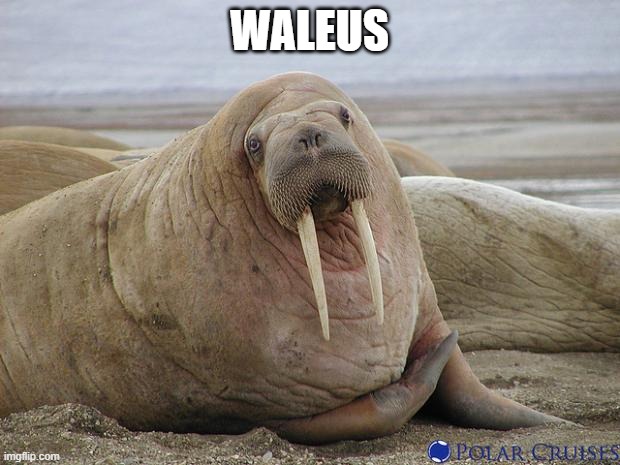 Spam hi waleus | WALEUS | image tagged in walrus | made w/ Imgflip meme maker
