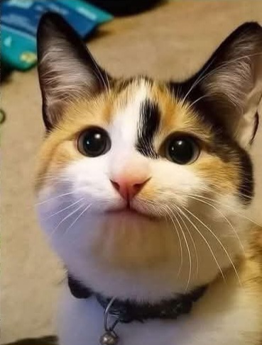 cat face Blank Meme Template