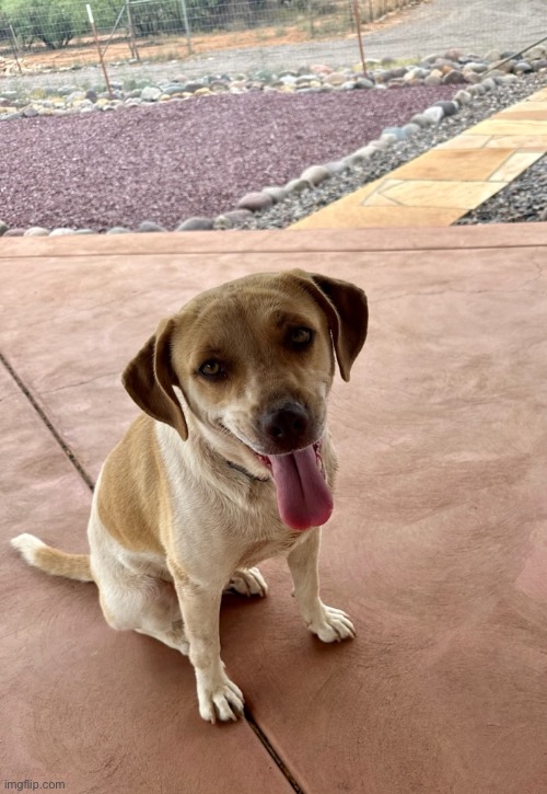 This is my dog. That is all, enjoy your day. | image tagged in dog | made w/ Imgflip meme maker
