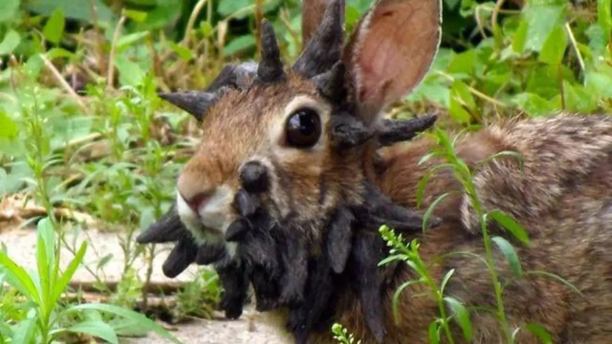 Demon Rabbit Blank Meme Template