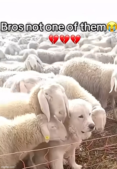 this damn dog | image tagged in dog,sheep | made w/ Imgflip meme maker