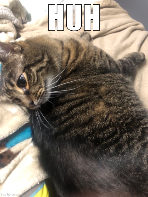 huh | HUH | image tagged in huh,cat | made w/ Imgflip meme maker
