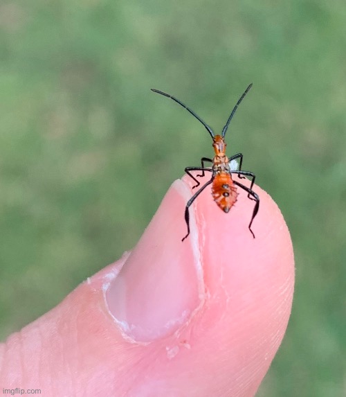Baby assassin bug | made w/ Imgflip meme maker