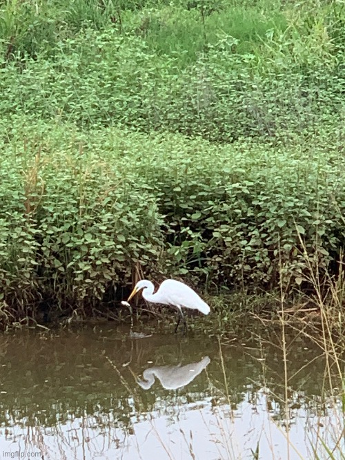 Egret caught a fish | made w/ Imgflip meme maker