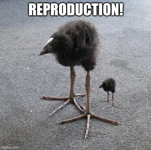 Pukeko chick | REPRODUCTION! | image tagged in pukeko chick | made w/ Imgflip meme maker