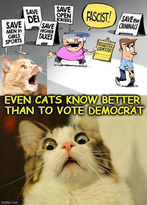 Democrats are 'DONE'!  | EVEN CATS KNOW BETTER 
THAN TO VOTE DEMOCRAT | image tagged in scared cat,open borders,crime,let's raise their taxes,identity crisis,confused confusing confusion | made w/ Imgflip meme maker
