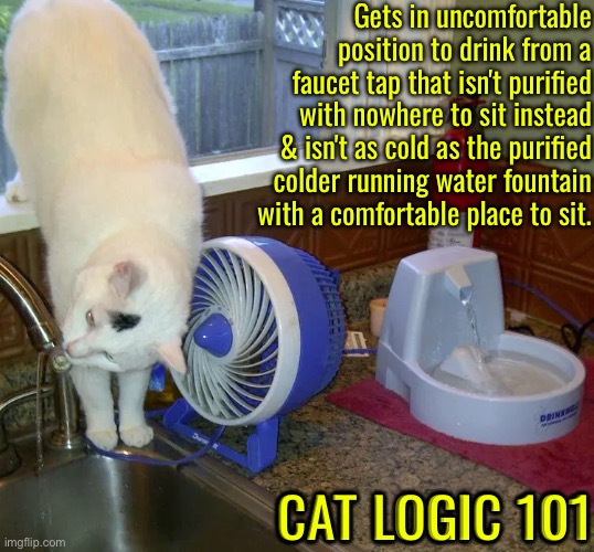More Cat Logic 101 | Gets in uncomfortable position to drink from a faucet tap that isn't purified with nowhere to sit instead & isn't as cold as the purified colder running water fountain with a comfortable place to sit. CAT LOGIC 101 | image tagged in cats,funny cats,illogical,logic,nutcase,hilarious | made w/ Imgflip meme maker