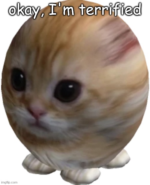 egg gatito | okay, I'm terrified | image tagged in egg gatito | made w/ Imgflip meme maker