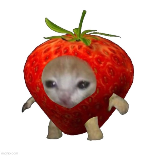Strawberry Cat Meme | image tagged in strawberry cat meme | made w/ Imgflip meme maker