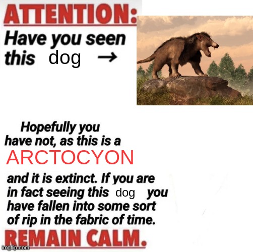 here little doggy doggy doggy | dog; ARCTOCYON; dog | image tagged in attention have you seen this name,dog | made w/ Imgflip meme maker
