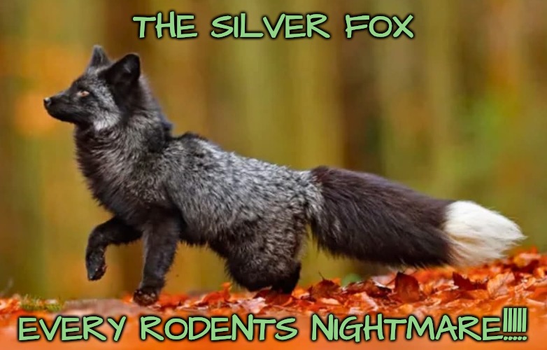 My New Best Friend!!! | THE SILVER FOX; EVERY RODENTS NIGHTMARE!!!!! | image tagged in kill them all,down with rodents,you foxy devil | made w/ Imgflip meme maker