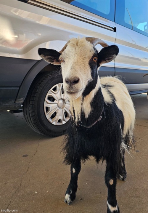 There was also a gas station that had goats running around | made w/ Imgflip meme maker