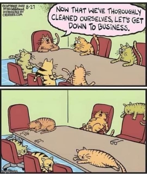 They’re always busy doing “business”… | image tagged in cats,comics,board room meeting,cleaning,napping,business | made w/ Imgflip meme maker