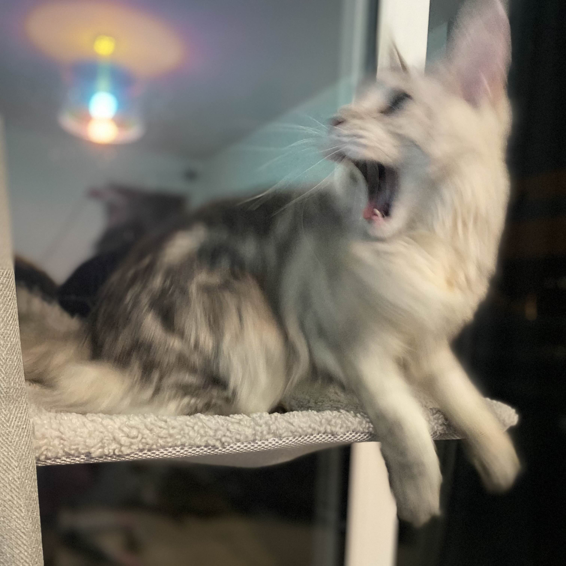 Scared Cat Blank Meme Template