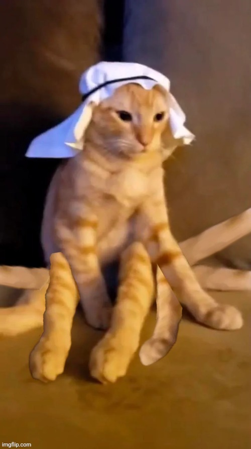 Haram Car | image tagged in haram cat,haram car | made w/ Imgflip meme maker
