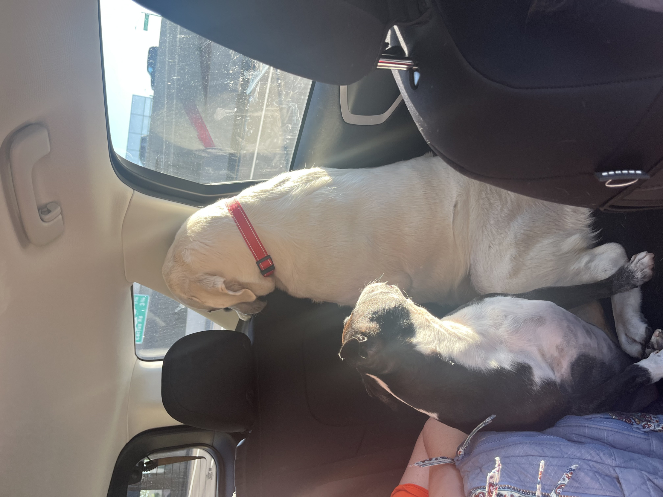 Dog ignoring dog Blank Meme Template