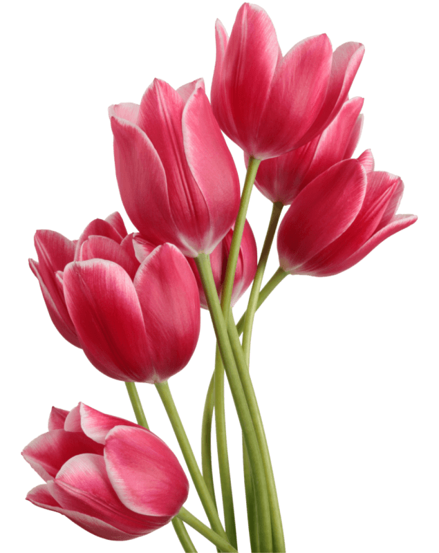 Red tulips Blank Meme Template
