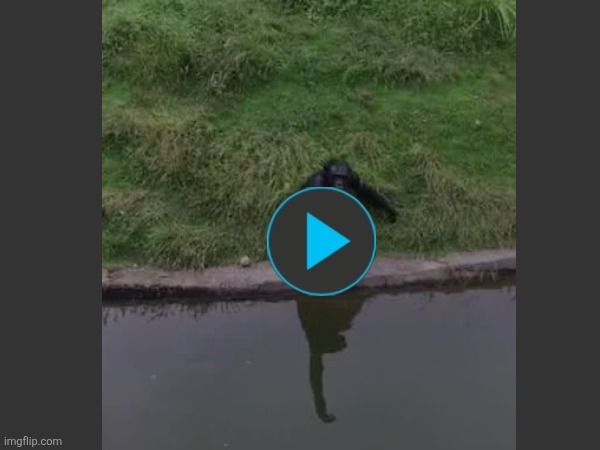 How to trick a monkey | image tagged in how to trick a monkey | made w/ Imgflip meme maker