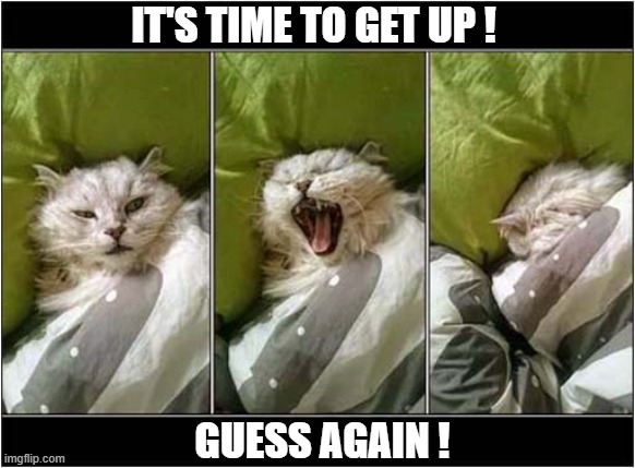 The Problem With A Comfy Bed | IT'S TIME TO GET UP ! GUESS AGAIN ! | image tagged in cats,bed | made w/ Imgflip meme maker
