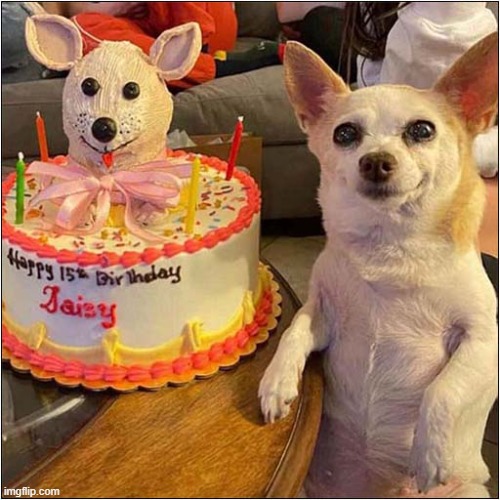 That Smile ! | image tagged in dogs,birthday cake,smile | made w/ Imgflip meme maker