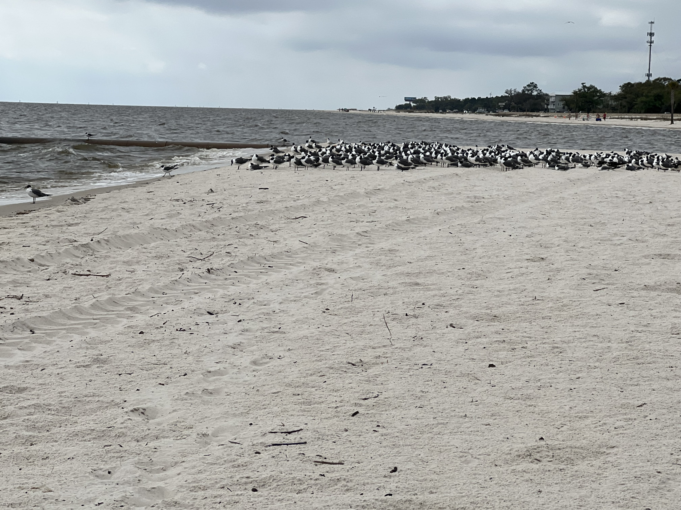 Rebel Blank Meme Template