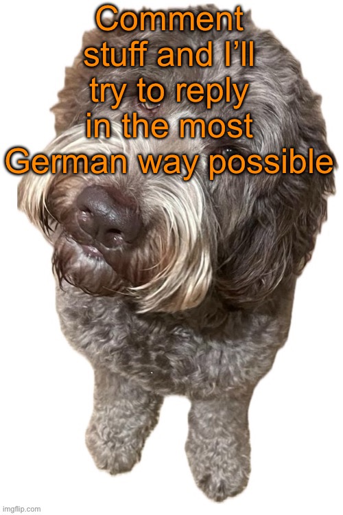 I’ll reply in both German and English, but talk like a stereotypical Alman | Comment stuff and I’ll try to reply in the most German way possible | image tagged in norther's dog | made w/ Imgflip meme maker