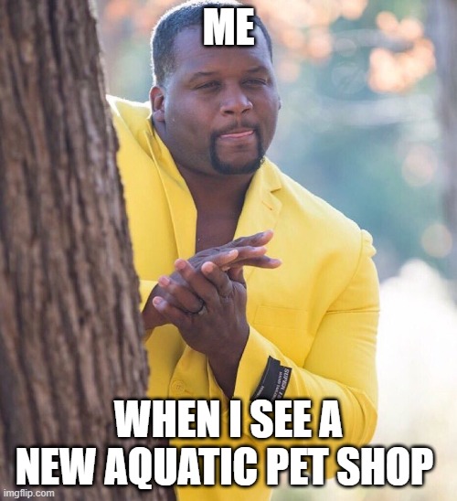 When I see a new aquatic pet shop | ME; WHEN I SEE A NEW AQUATIC PET SHOP | image tagged in black guy hiding behind tree | made w/ Imgflip meme maker