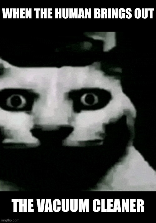 WHEN THE HUMAN BRINGS OUT; THE VACUUM CLEANER | image tagged in cats,vacuum cleaner,vacuum | made w/ Imgflip meme maker