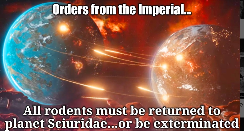 Orders from the Imperial... All rodents must be returned to planet Sciuridae...or be exterminated | made w/ Imgflip meme maker