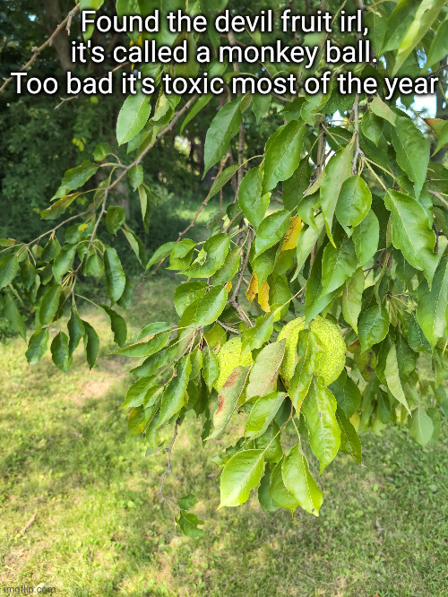 and it's bland and bitter | Found the devil fruit irl, it's called a monkey ball. Too bad it's toxic most of the year | image tagged in devil fruit,one piece,anime,fruit,irl,luffy | made w/ Imgflip meme maker