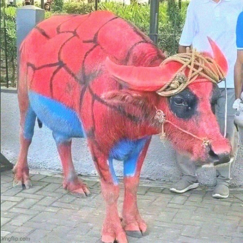 spiderman buffalo | image tagged in spiderman buffalo | made w/ Imgflip meme maker