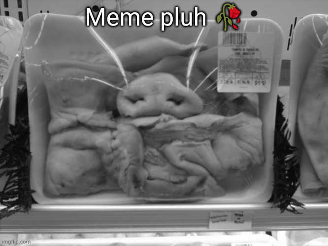 no one is eating ts | Meme pluh 🥀 | image tagged in pig snout wrapped,piga,wtf | made w/ Imgflip meme maker