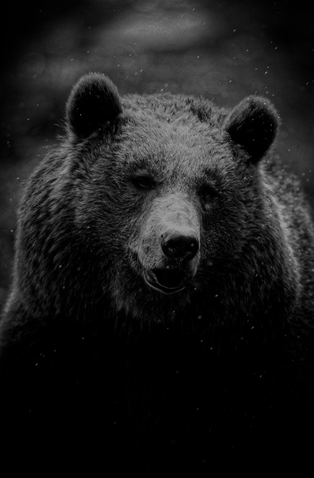 Bear Blank Meme Template