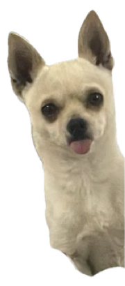 Not Approved Blank Meme Template