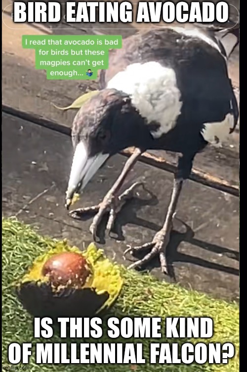 Magpie or Falcon | BIRD EATING AVOCADO; IS THIS SOME KIND OF MILLENNIAL FALCON? | image tagged in falcon,millennial,bad pun | made w/ Imgflip meme maker