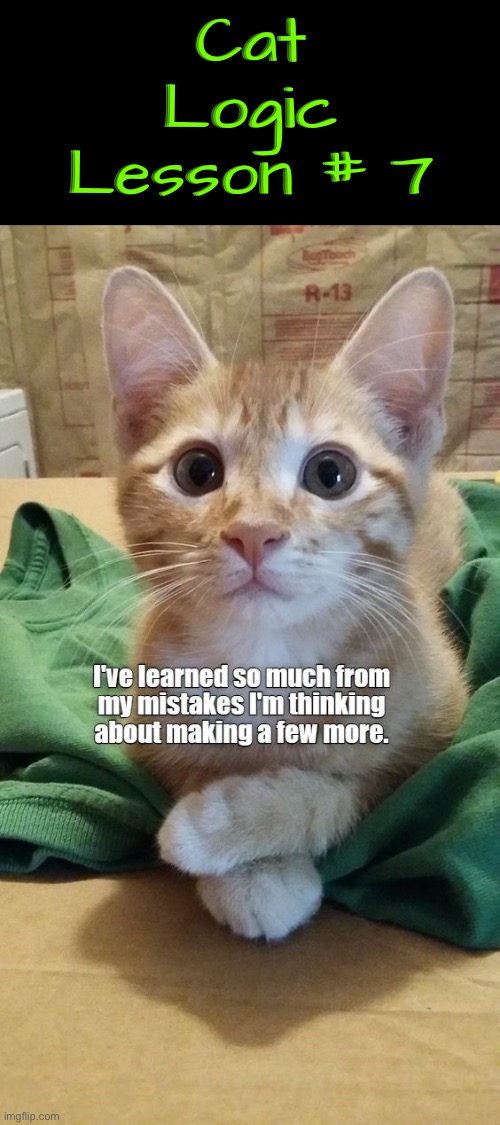 Cat Logic Lesson # 7 | Cat Logic Lesson # 7 | image tagged in cats,funny cats,illogical,logic,life lessons,funny memes | made w/ Imgflip meme maker