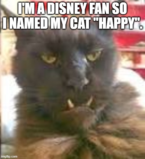 I'm a Disney fan so I named my cat "HAPPY".   - funny - | I'M A DISNEY FAN SO I NAMED MY CAT "HAPPY". | image tagged in funny,happy,cats,humor,kittens,play on words | made w/ Imgflip meme maker
