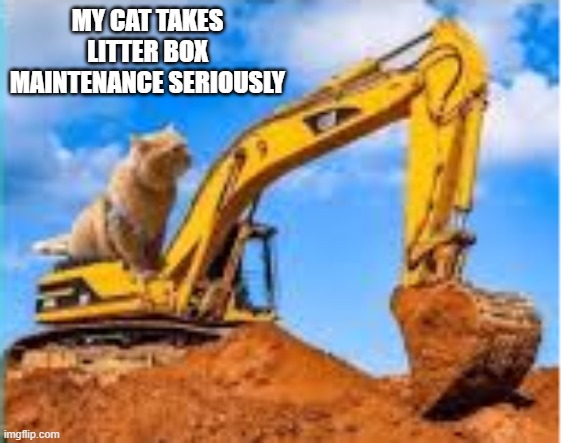 My cat takes litter box maintenance seriously !!    - funny - | MY CAT TAKES LITTER BOX MAINTENANCE SERIOUSLY | image tagged in cats,funny,kittens,humor,litter box,serious | made w/ Imgflip meme maker