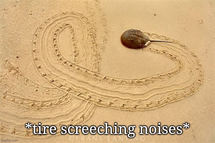 2 Horseshoe 2 Furious | *tire screeching noises* | image tagged in horseshoecrab,crab,horseshoe,beach | made w/ Imgflip meme maker