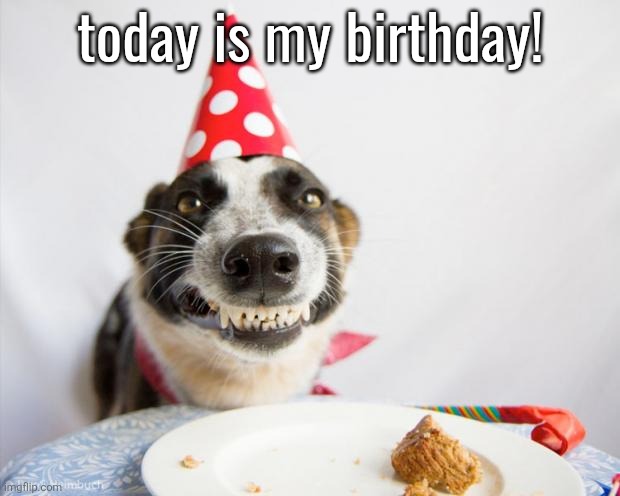 (not really) | today is my birthday! | image tagged in birthday dog | made w/ Imgflip meme maker
