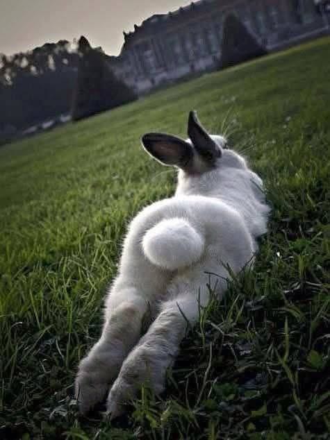 Bunn butt Blank Meme Template