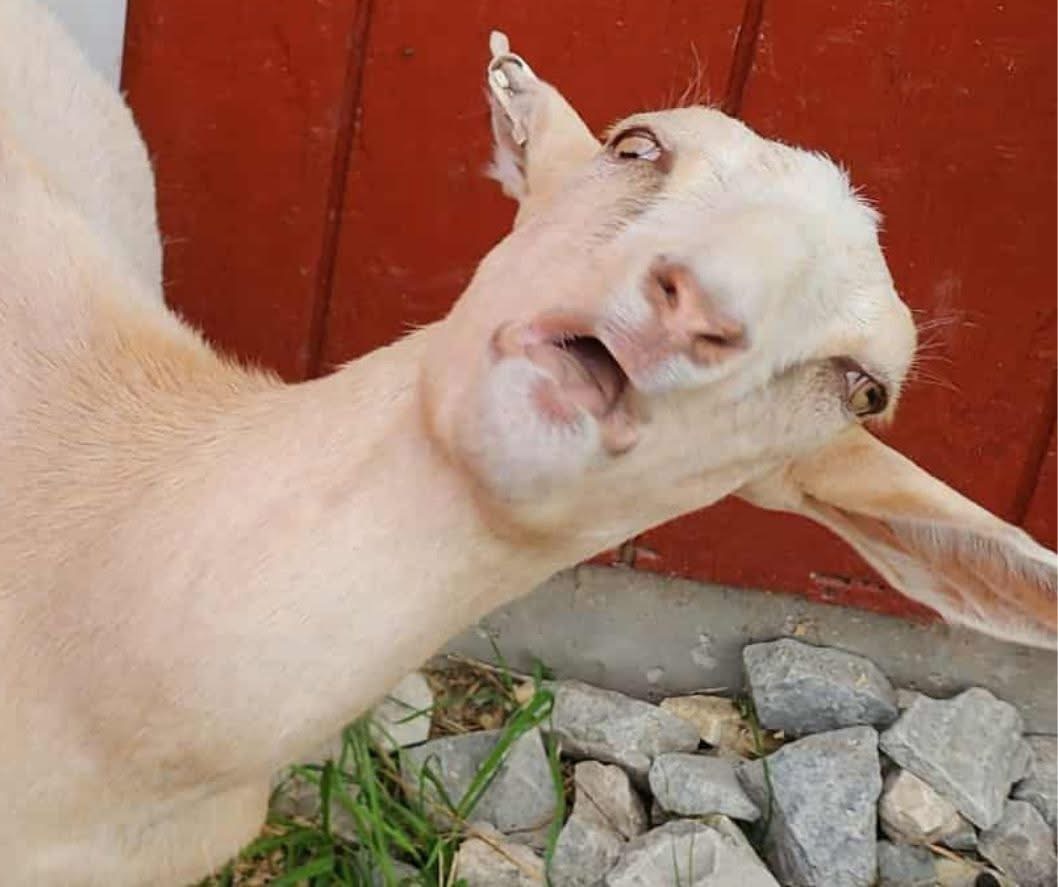 Baaaaaaaaaaa Blank Meme Template